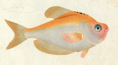 Bild Nr.2: 124-2587 Bloch, Marcus Elieser: (Varia, Zoologie, Fische)
