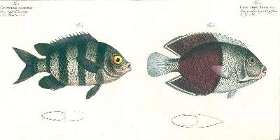 Bild Nr.2: 124-2588 Bloch, Marcus Elieser: (Varia, Zoologie, Fische)