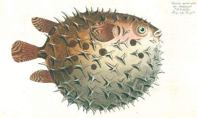 Bild Nr.2: 124-2589 Bloch, Marcus Elieser: (Varia, Zoologie, Fische)