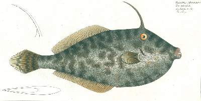 Bild Nr.3: 124-2589 Bloch, Marcus Elieser: (Varia, Zoologie, Fische)