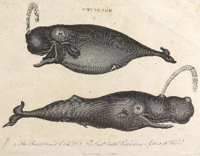 Bild Nr.2: 124-2590 Konvolut: (Varia, Zoologie)