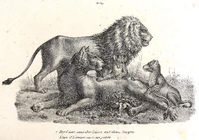 Bild Nr.4: 124-2590 Konvolut: (Varia, Zoologie)