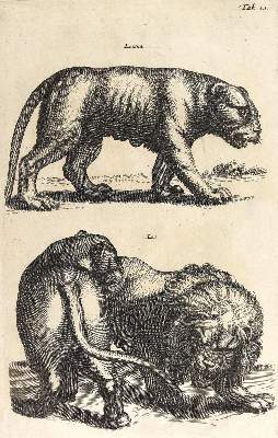 Bild Nr.6: 124-2590 Konvolut: (Varia, Zoologie)