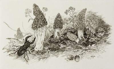 Bild Nr.2: 124-3791 Pilz, Johann Franz: (Künstlergraphik)