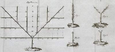 Bild Nr.1: 124-784 (Pelletier de Frepillon).: (Land- und Forstwirtschaft, Garten, Obstbau)