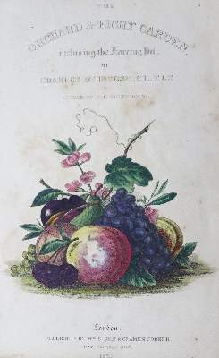 Bild Nr.1: 124-790 McIntosh,C.: (Land- und Forstwirtschaft, Landwirtschaft, Obstbau)