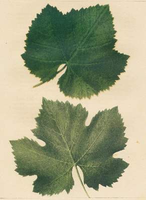 Bild Nr.3: 124-792 Stoltz,J.L.: (Land- und Forstwirtschaft, Landwirtschaft, Wein und Weinbau)
