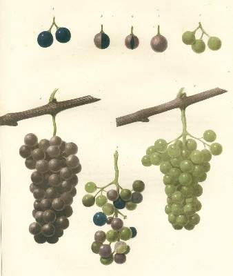 Bild Nr.4: 124-792 Stoltz,J.L.: (Land- und Forstwirtschaft, Landwirtschaft, Wein und Weinbau)
