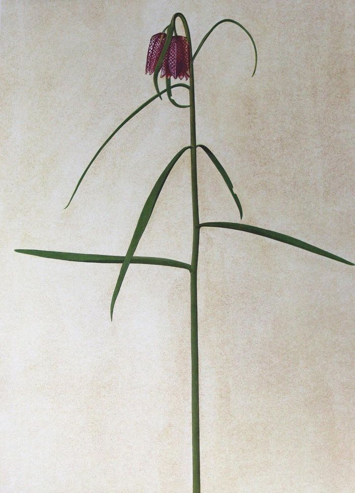 Große Abbildung Nr.1: 125-1235 Albus,A.: (Literatur und illustrierte Bücher 20.Jahrhundert - Alte Literatur in modernen Ausgaben)