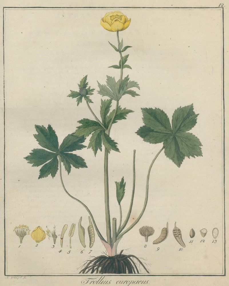 Große Abbildung Nr.3: 125-1482 Hayne,F.G.: (Botanik)