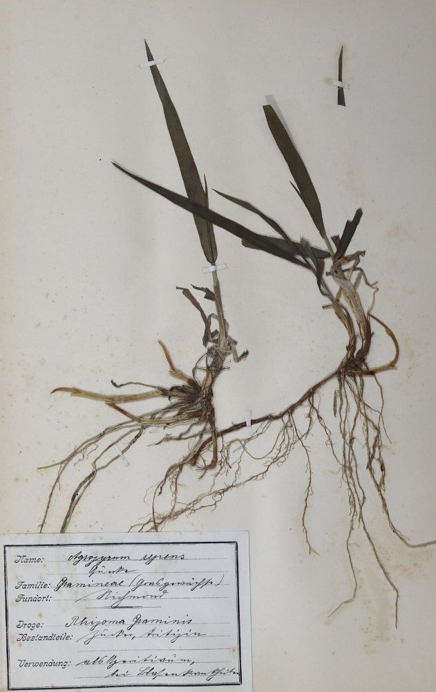 Große Abbildung Nr.2: 125-1484 Herbarium.: (Botanik, Herbarien)