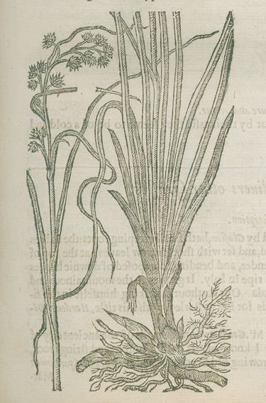 Große Abbildung Nr.4: 125-1488 Gerarde,J.: (Botanik, Kräuterbücher)