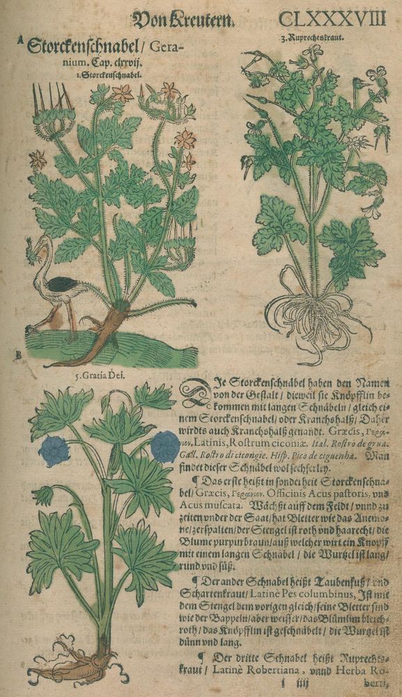 Große Abbildung Nr.2: 125-1489 Lonicer,A.: (Botanik, Kräuterbücher)