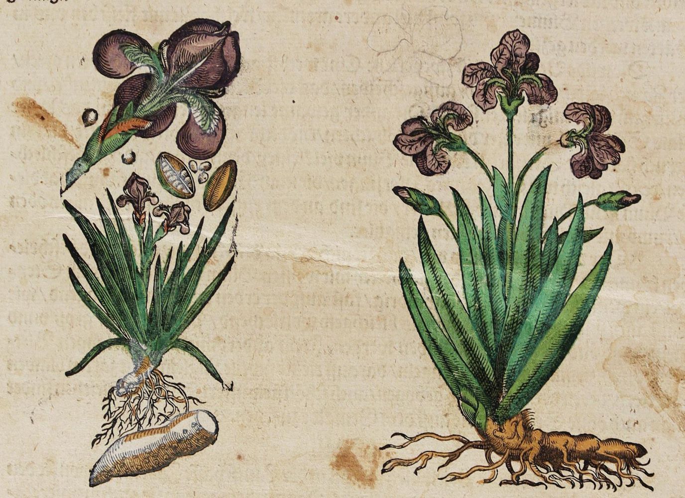 Große Abbildung Nr.2: 125-1492 Matthiolus,P.A.: (Botanik, Kräuterbücher)