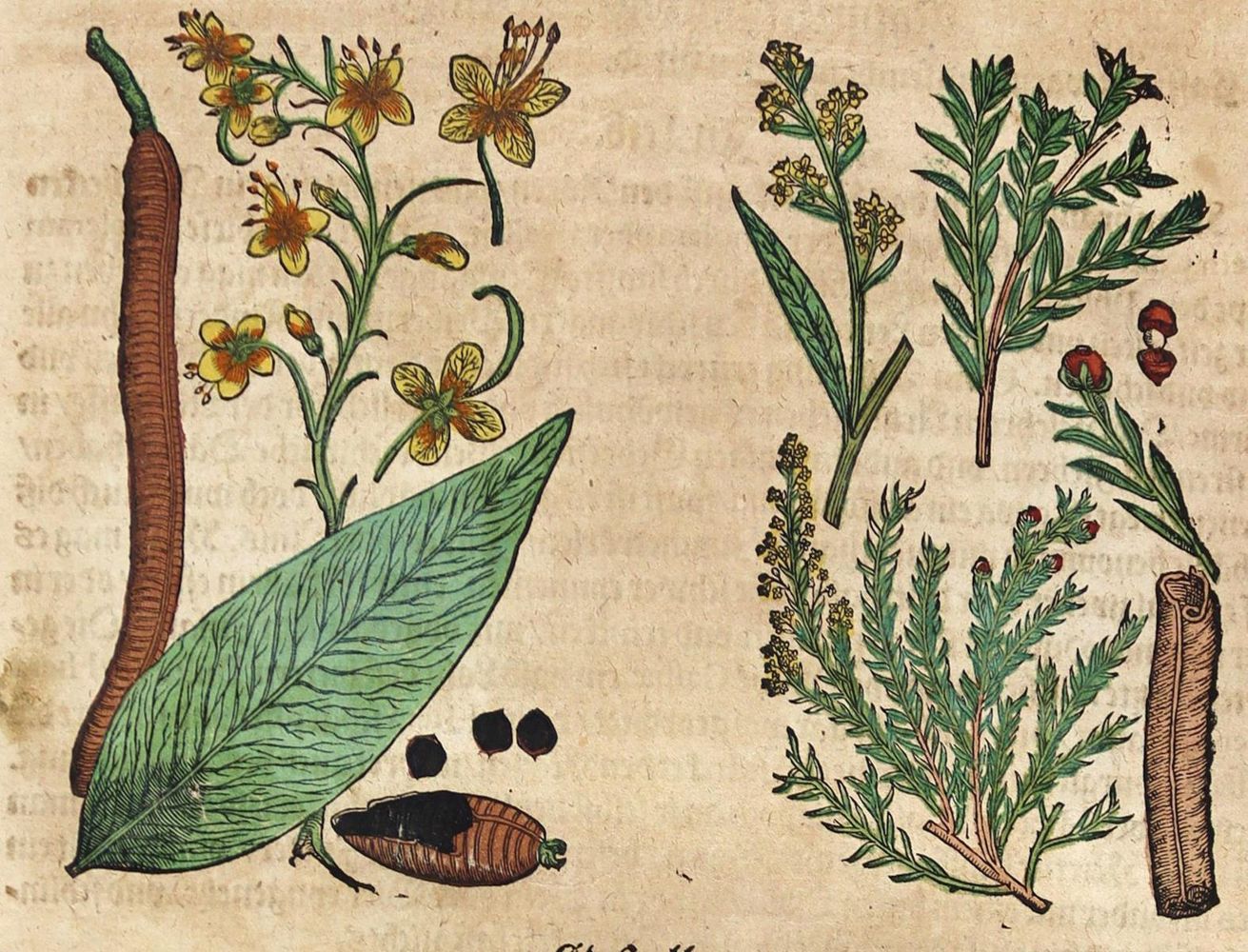 Große Abbildung Nr.3: 125-1492 Matthiolus,P.A.: (Botanik, Kräuterbücher)