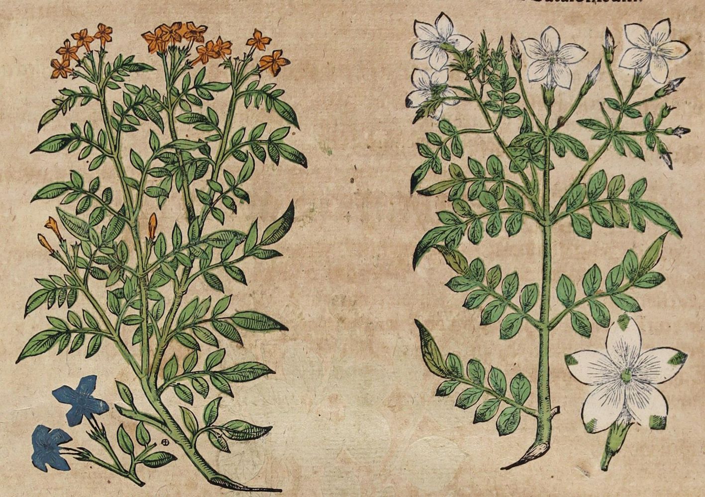 Große Abbildung Nr.4: 125-1492 Matthiolus,P.A.: (Botanik, Kräuterbücher)