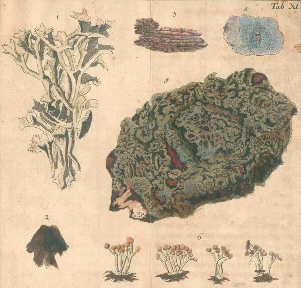 Große Abbildung Nr.2: 125-1505 (Wünsch,C.E.).: (Botanik)
