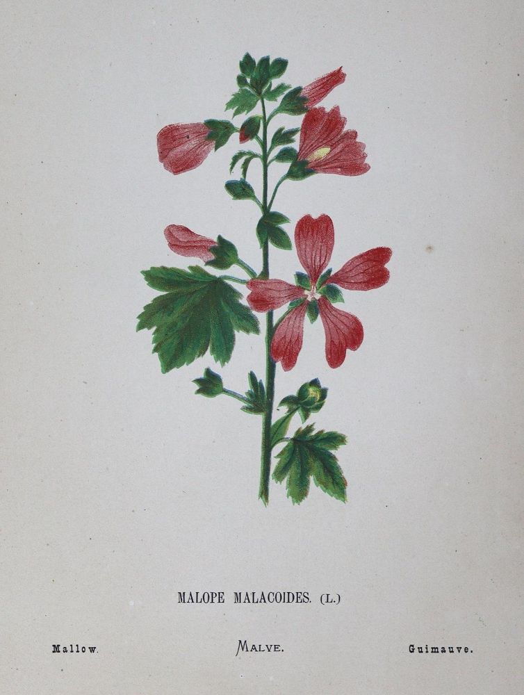 Große Abbildung Nr.3: 125-1506 Zeller,H.: (Botanik)