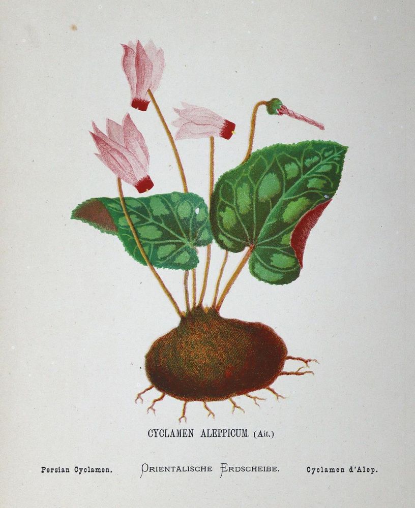 Große Abbildung Nr.4: 125-1506 Zeller,H.: (Botanik)