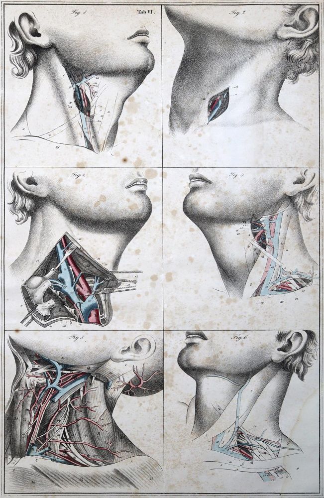 Große Abbildung Nr.1: 125-1524 Blasius,E.: (Medizin)