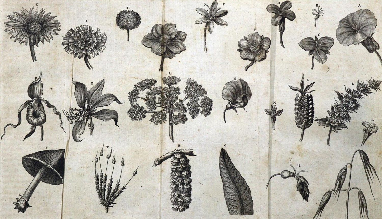 Große Abbildung Nr.1: 125-1630 Woyt,J.J.: (Medizin)