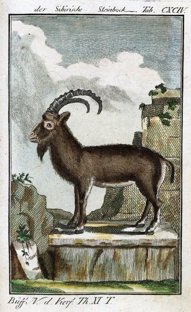 Große Abbildung Nr.1: 125-1638 Buffon,(G.L.L.de.).: (Zoologie)