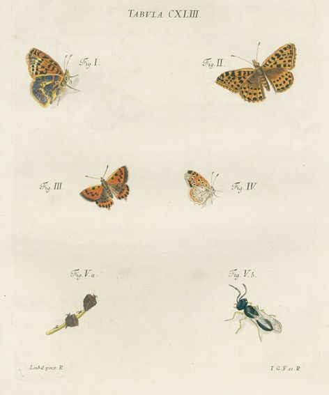 Große Abbildung Nr.1: 125-1647 Schaeffer,J.C.: (Zoologie, Insekten)