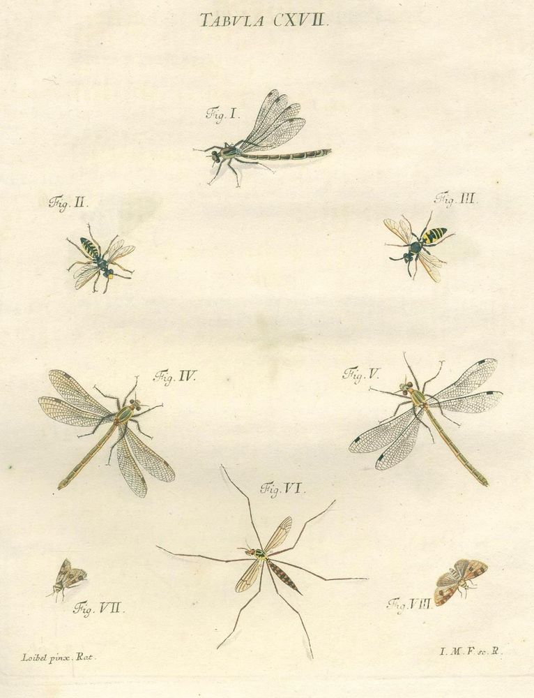 Große Abbildung Nr.2: 125-1647 Schaeffer,J.C.: (Zoologie, Insekten)