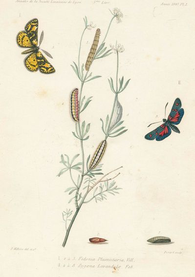 Große Abbildung Nr.1: 125-1648 Milliere,P.: (Zoologie)