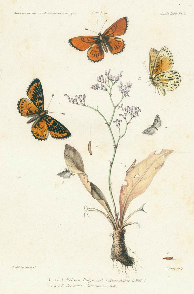 Große Abbildung Nr.2: 125-1648 Milliere,P.: (Zoologie)