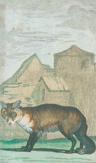 Große Abbildung Nr.1: 125-1651 Sammlung: (Zoologie)