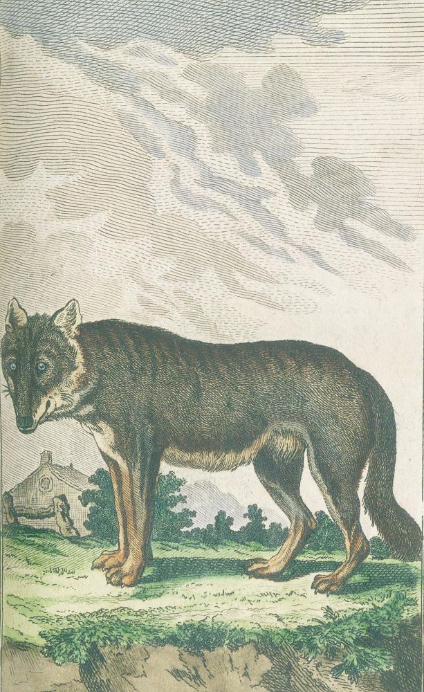 Große Abbildung Nr.2: 125-1651 Sammlung: (Zoologie)