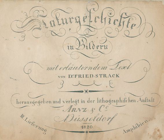 Große Abbildung Nr.1: 125-1653 Strack,F.: (Zoologie)