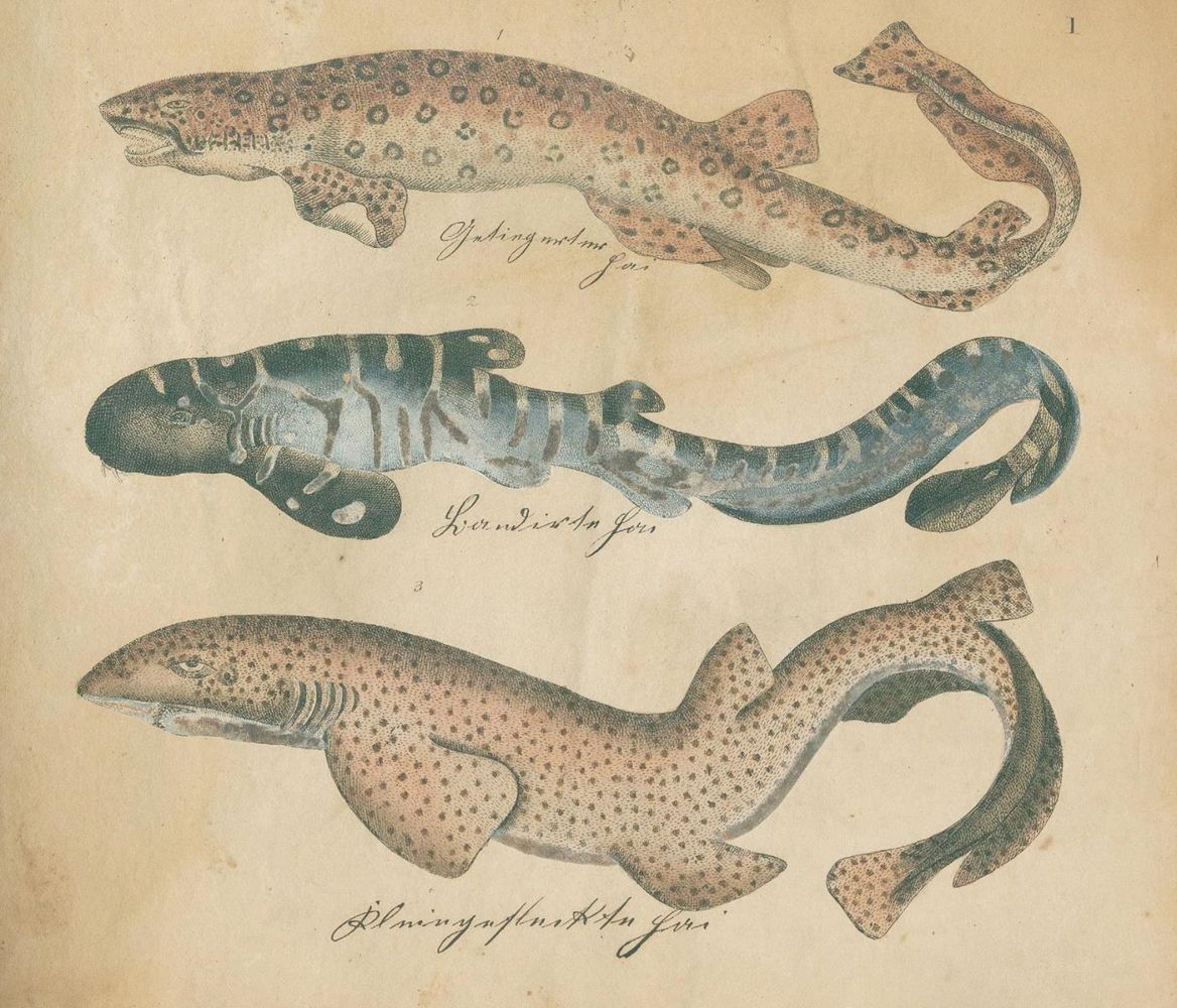 Große Abbildung Nr.2: 125-1653 Strack,F.: (Zoologie)