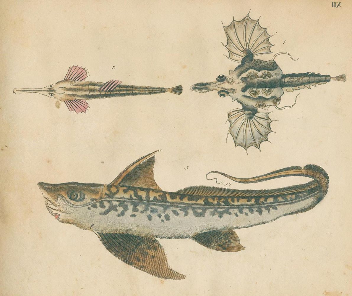 Große Abbildung Nr.3: 125-1653 Strack,F.: (Zoologie)