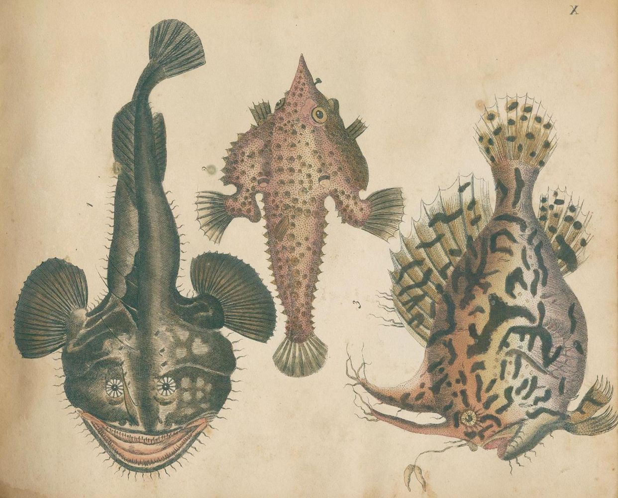 Große Abbildung Nr.4: 125-1653 Strack,F.: (Zoologie)