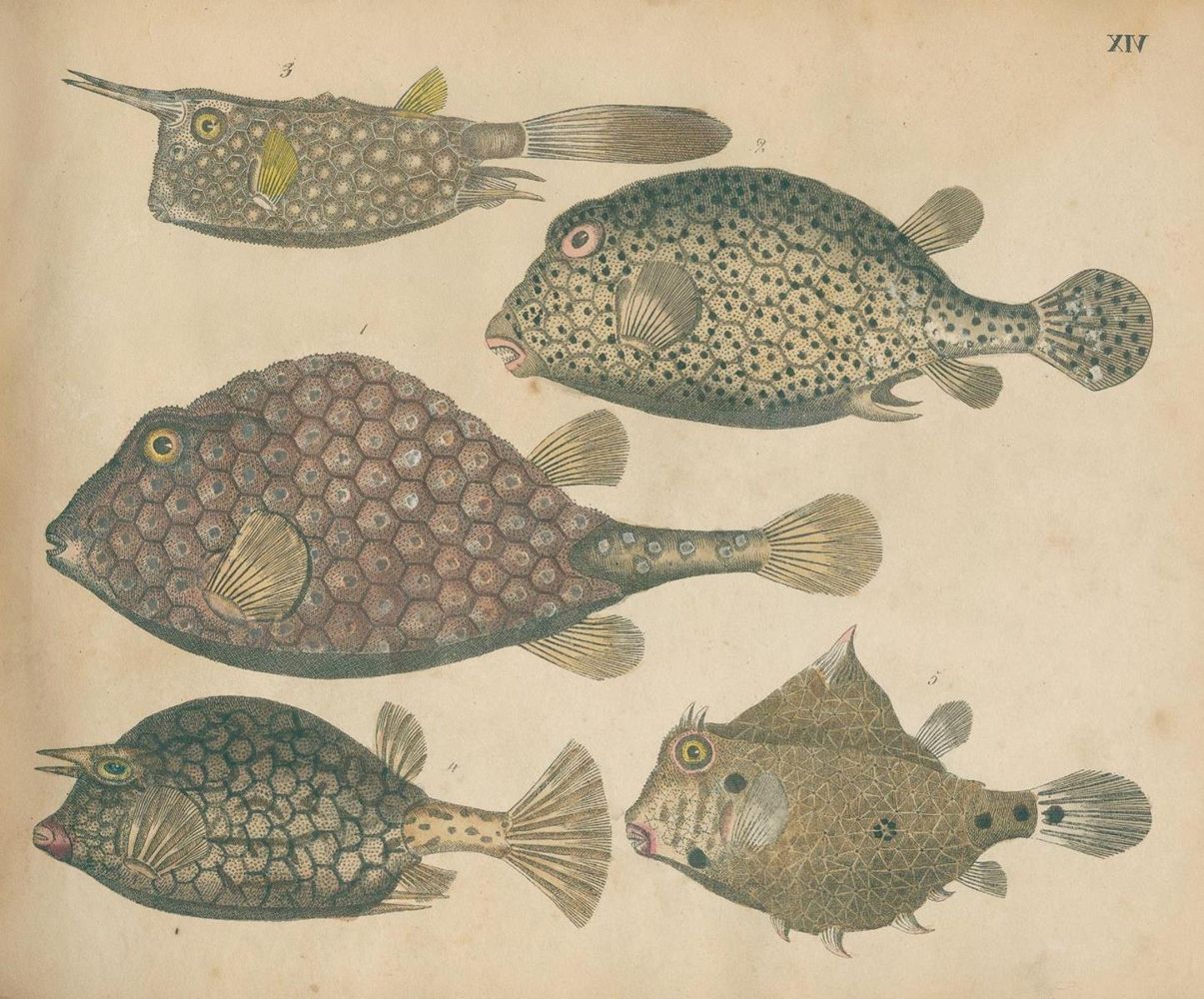 Große Abbildung Nr.5: 125-1653 Strack,F.: (Zoologie)