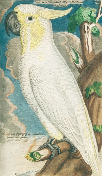 Große Abbildung Nr.1: 125-1655 Frisch,J.L.: (Zoologie, Vögel)