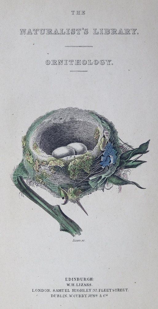 Große Abbildung Nr.2: 125-1656 Jardine,W.: (Zoologie, Vögel, Kolibris)