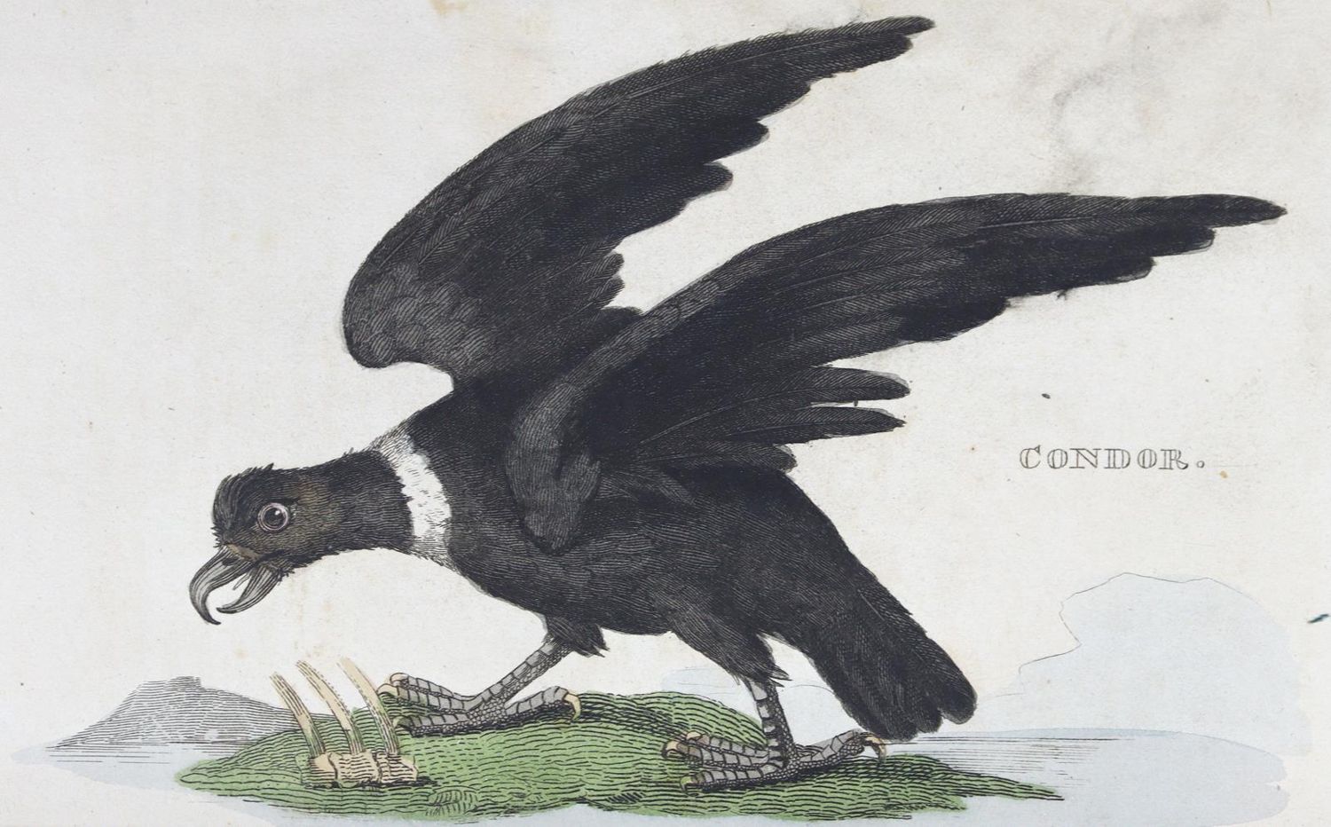 Große Abbildung Nr.2: 125-1657 Natural History of Birds, The.: (Zoologie, Vögel)