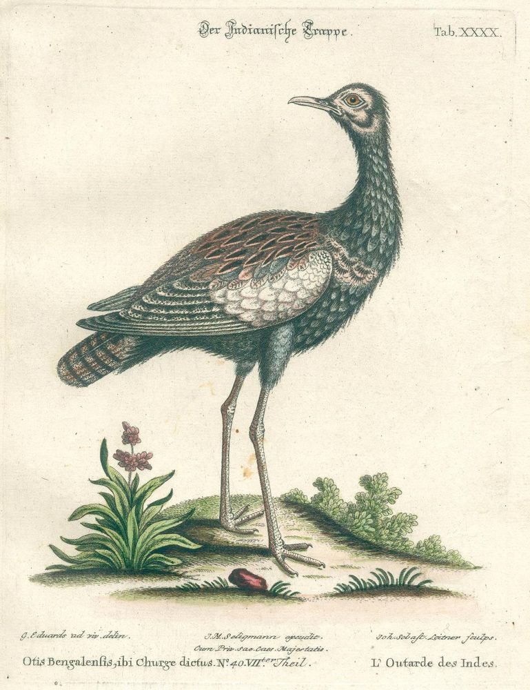 Große Abbildung Nr.12: 125-1660 Seligmann,J.M.: (Zoologie, Vögel)