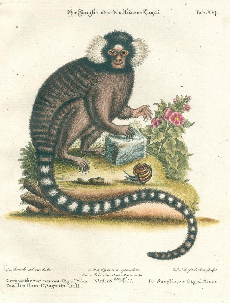 Große Abbildung Nr.13: 125-1660 Seligmann,J.M.: (Zoologie, Vögel)