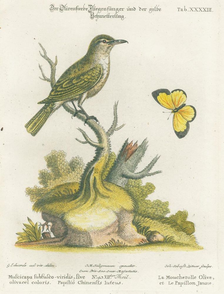 Große Abbildung Nr.18: 125-1660 Seligmann,J.M.: (Zoologie, Vögel)