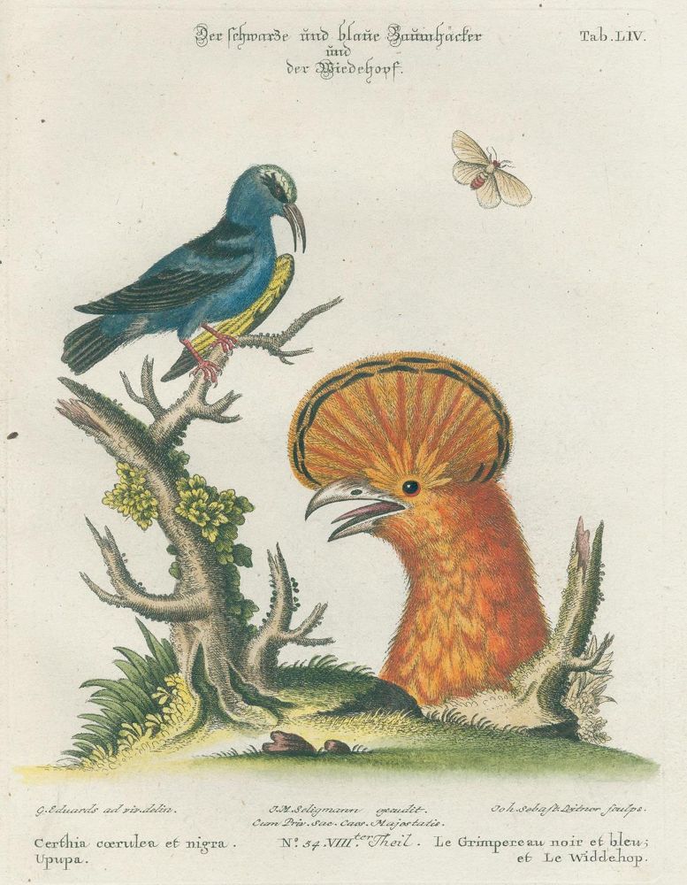 Große Abbildung Nr.19: 125-1660 Seligmann,J.M.: (Zoologie, Vögel)