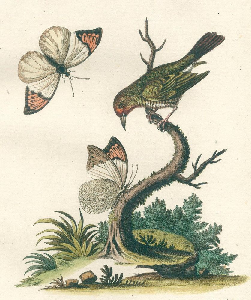 Große Abbildung Nr.3: 125-1660 Seligmann,J.M.: (Zoologie, Vögel)