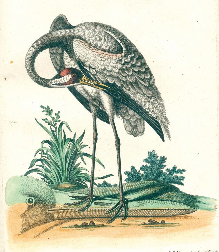 Große Abbildung Nr.4: 125-1660 Seligmann,J.M.: (Zoologie, Vögel)