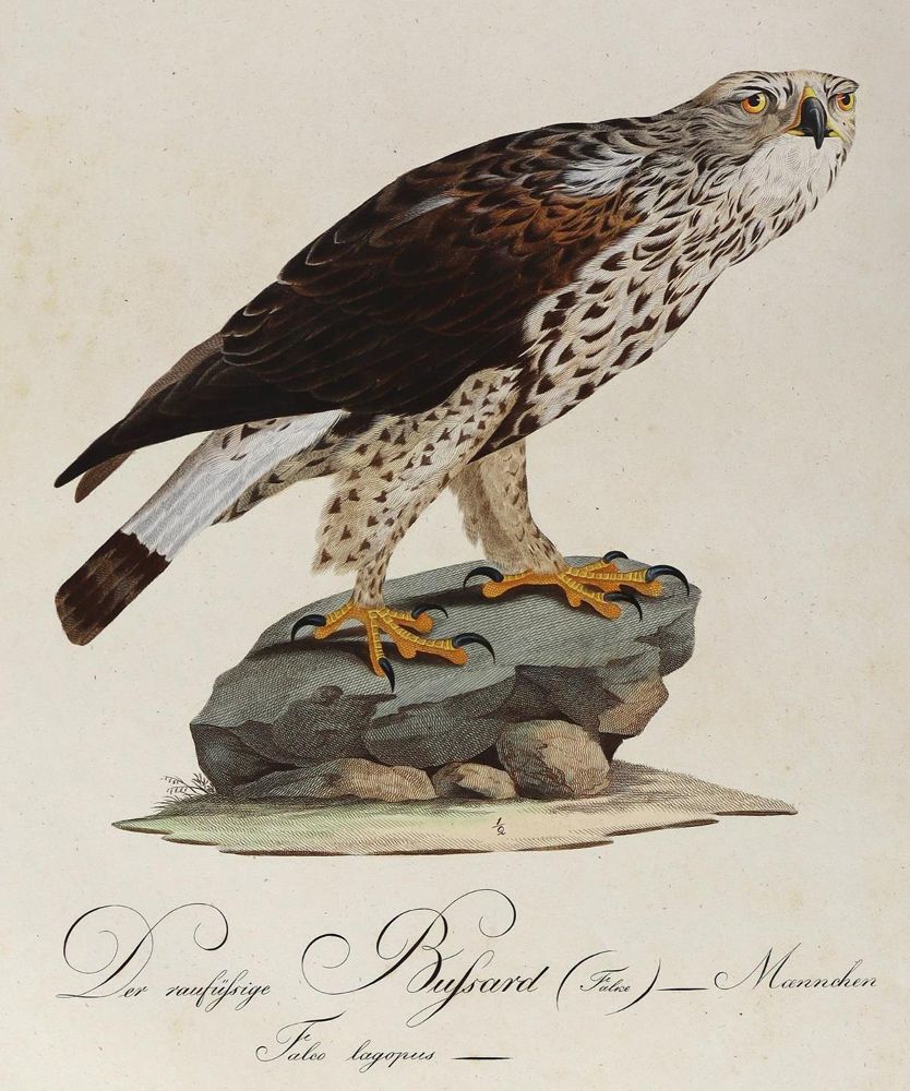 Große Abbildung Nr.1: 125-1661 Susemihl.: (Zoologie, Vögel)