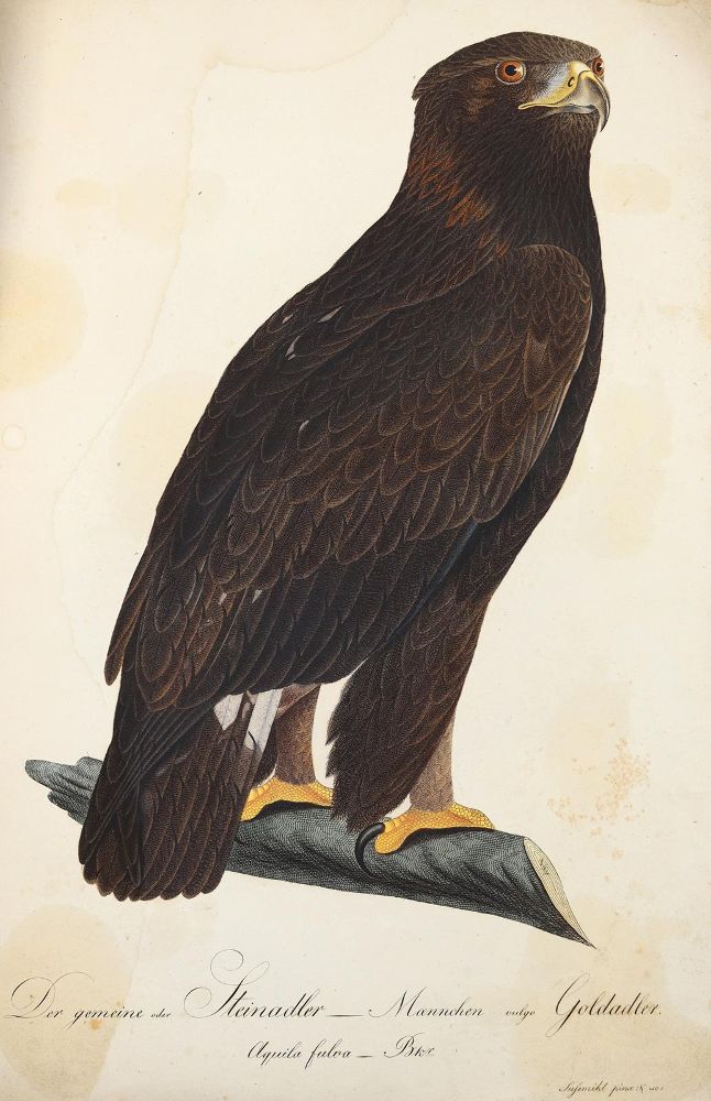 Große Abbildung Nr.2: 125-1661 Susemihl.: (Zoologie, Vögel)