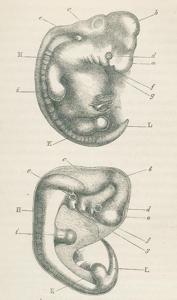 Große Abbildung Nr.5: 125-1666 Darwin,Ch.: (Verschiedene Gebiete - Varia, Anthropologie)