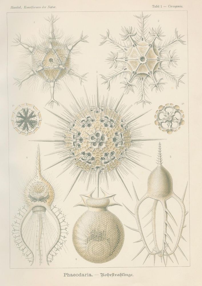 Große Abbildung Nr.2: 125-1701 Haeckel,E.: (Verschiedene Gebiete - Varia)